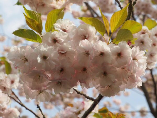 <i>Prunus serrulata</i> 'Ichiyo' - Image 3