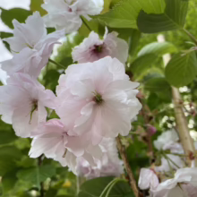 Prunus serrulata 'Ichiyo' (Japanese Cherry) close up of flowers.