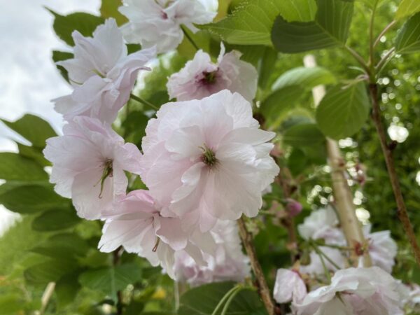 <i>Prunus serrulata</i> 'Ichiyo' - Image 4