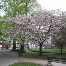 Prunus serrulata 'Ichiyo' (Japanese Cherry) flowering in a park.