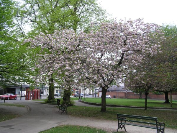 <i>Prunus serrulata</i> 'Ichiyo' - Image 5