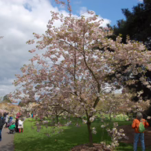 Prunus serrulata 'Ichiyo' (Japanese Cherry)