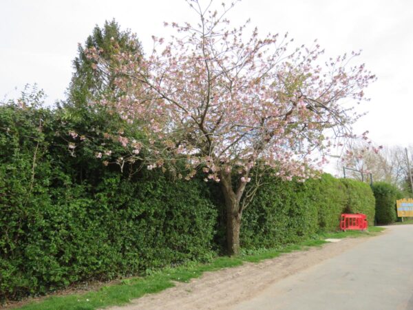 <i>Prunus serrulata</i> 'Ichiyo' - Image 7