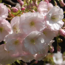 Prunus serrulata 'Ichiyo' (Japanese Cherry) flower.