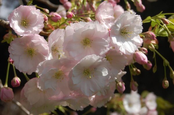 <i>Prunus serrulata</i> 'Ichiyo' - Image 8