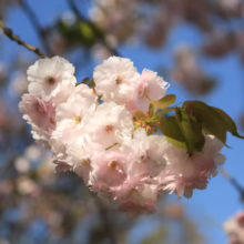Close-up of delicate pink cherry blossoms in full bloom against a soft blue sky. The flowers are clustered on a branch with fresh green leaves, creating a vibrant spring scene.