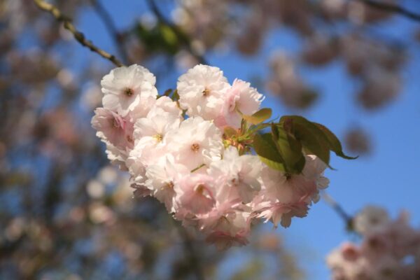 <i>Prunus serrulata</i> 'Ichiyo' - Image 9