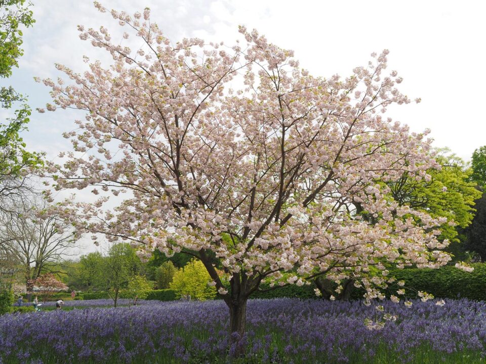 Prunus serrulata 'Ichiyo' (Japanese Cherry) flowering in large garden.