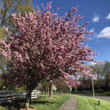 Prunus serrulata ‘Kanzan’ (Japanese Cherry) in spring down a path