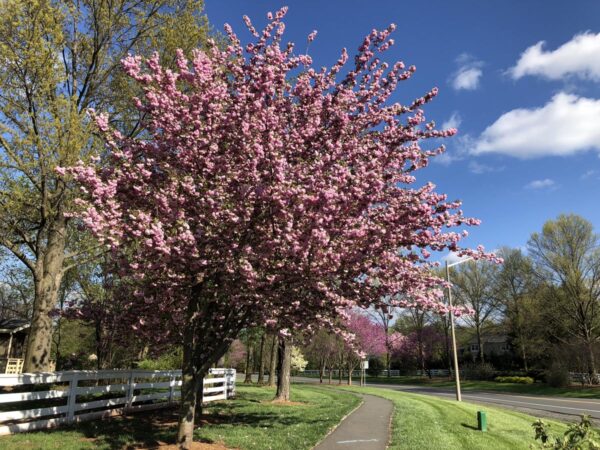 <i>Prunus serrulata</i> 'Kanzan' - Image 10