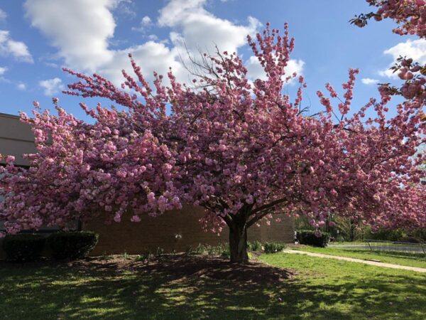 <i>Prunus serrulata</i> 'Kanzan' - Image 11