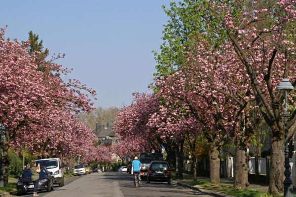 <i>Prunus serrulata</i> 'Kanzan' - Image 12