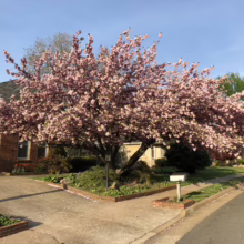 Prunus serrulata ‘Kanzan’ (Japanese Cherry) flowering