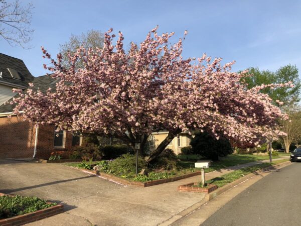 <i>Prunus serrulata</i> 'Kanzan' - Image 13