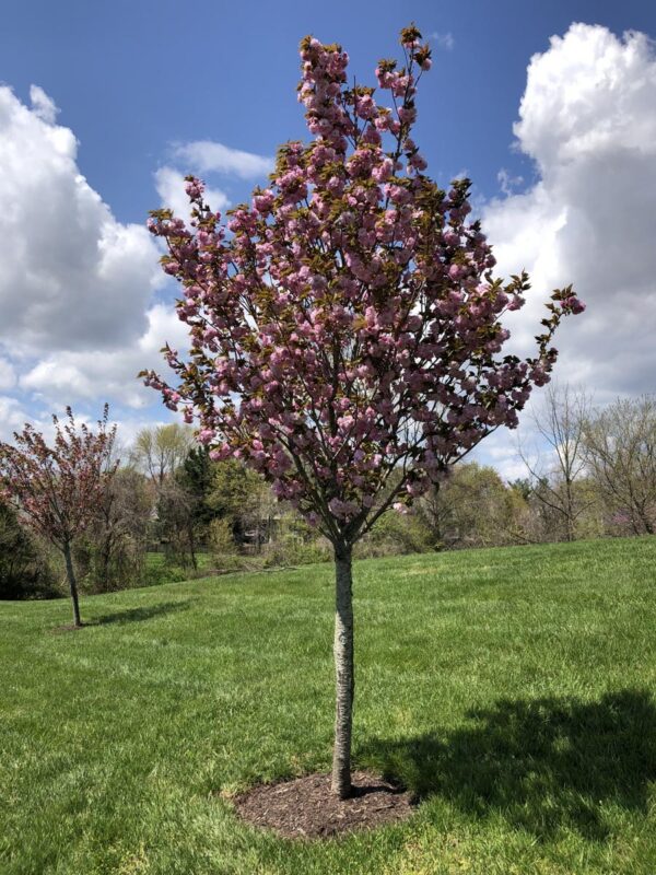 <i>Prunus serrulata</i> 'Kanzan' - Image 15