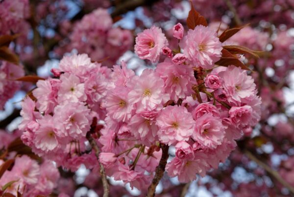 <i>Prunus serrulata</i> 'Kanzan' - Image 16