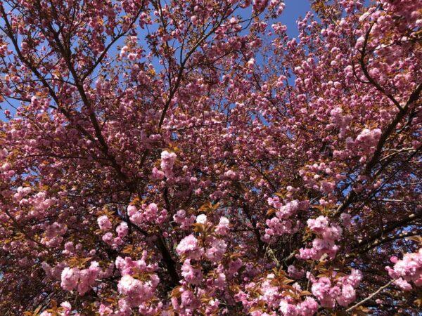 <i>Prunus serrulata</i> 'Kanzan' - Image 17