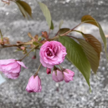 Prunus serrulata ‘Kanzan’ (Japanese Cherry) new flower