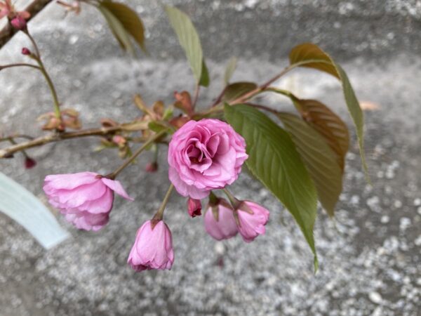 <i>Prunus serrulata</i> 'Kanzan' - Image 18