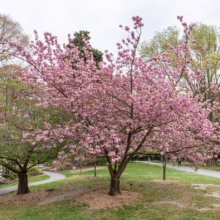 Prunus serrulata ‘Kanzan’ (Japanese Cherry) Flowering in park