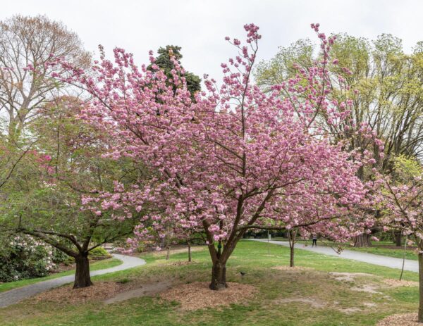 <i>Prunus serrulata</i> 'Kanzan' - Image 19