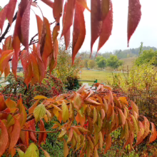 Prunus serrulata ‘Kanzan’ (Japanese Cherry) Autumn Foliage
