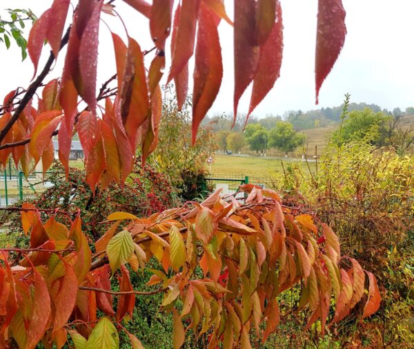 <i>Prunus serrulata</i> 'Kanzan' - Image 2