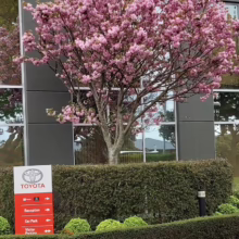 Prunus serrulata ‘Kanzan’ (Japanese Cherry) flowering at Toyota