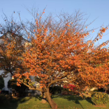 Prunus serrulata ‘Kanzan’ (Japanese Cherry) in Autumn Colour