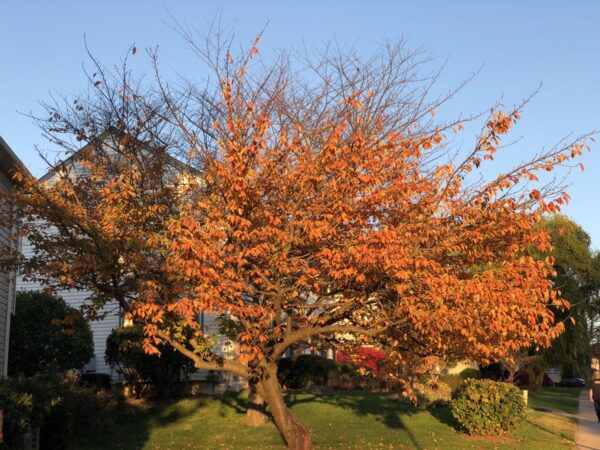 <i>Prunus serrulata</i> 'Kanzan' - Image 3