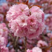 Prunus serrulata ‘Kanzan’ (Japanese Cherry) flowers