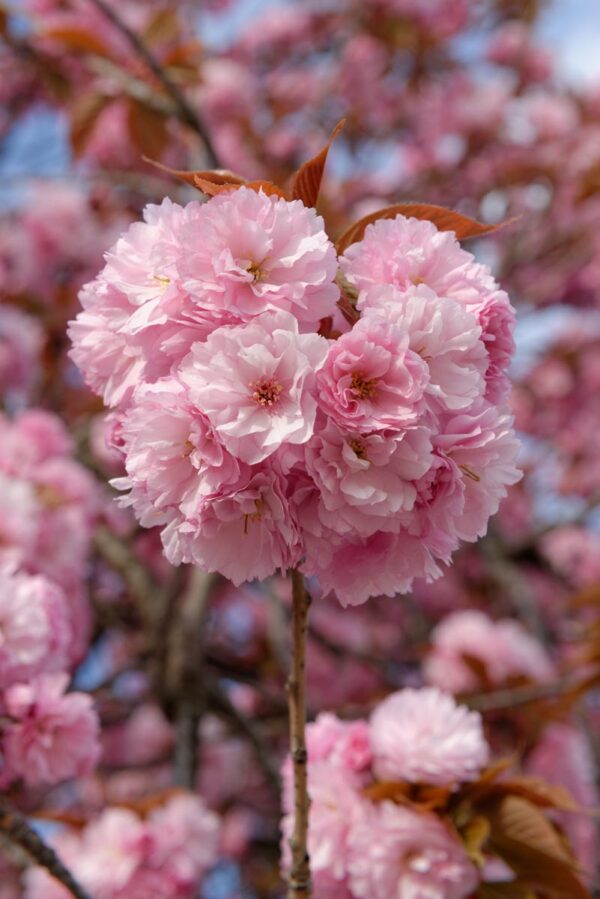 <i>Prunus serrulata</i> 'Kanzan' - Image 4