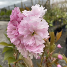 Prunus serrulata ‘Kanzan’ (Japanese Cherry) flowers
