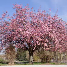 Prunus serrulata ‘Kanzan’ (Japanese Cherry) flowering