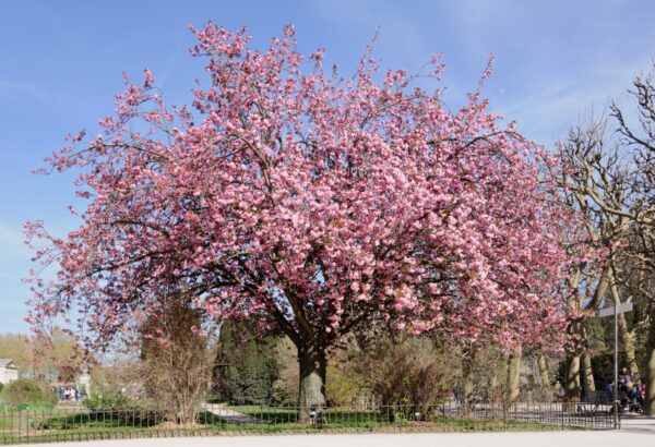 <i>Prunus serrulata</i> 'Kanzan' - Image 6