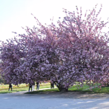 Prunus serrulata ‘Kanzan’ (Japanese Cherry) flowering
