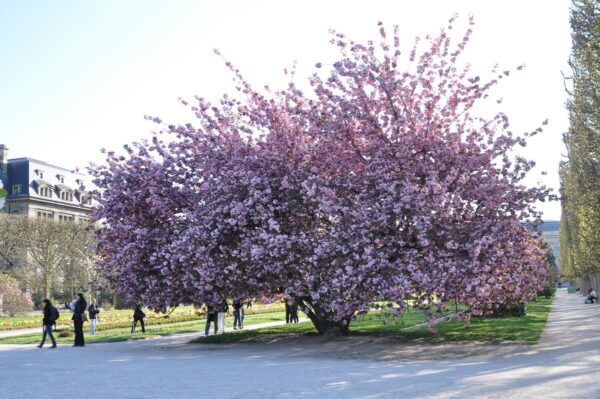 <i>Prunus serrulata</i> 'Kanzan' - Image 7