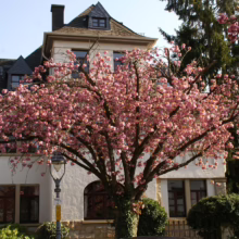 Prunus serrulata ‘Kanzan’ (Japanese Cherry) in Spring at Estate
