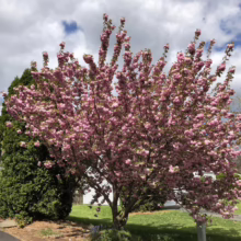 Prunus serrulata ‘Kanzan’ (Japanese Cherry) in Spring