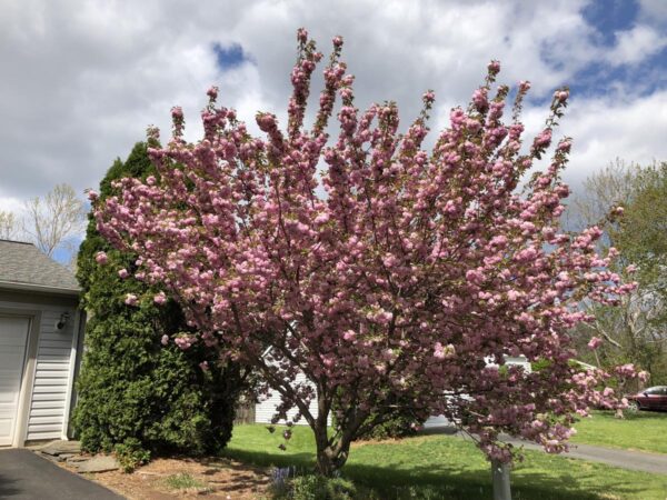 <i>Prunus serrulata</i> 'Kanzan' - Image 9