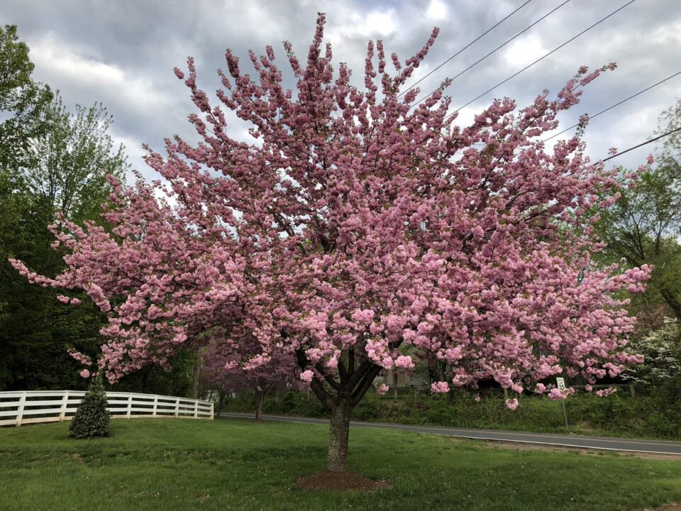 Prunus serrulata 'Kanzan' (Japanese Cherry)