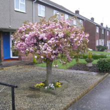 Prunus serrulata 'Kiku-shidare-zakura' (Japanese Cherry) trimmed.