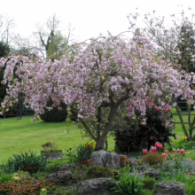 Lush garden scene featuring a weeping cherry tree in full bloom with delicate pink blossoms cascading down. Green lawn, rock garden with tulips, and flowering shrubs create a serene landscape.