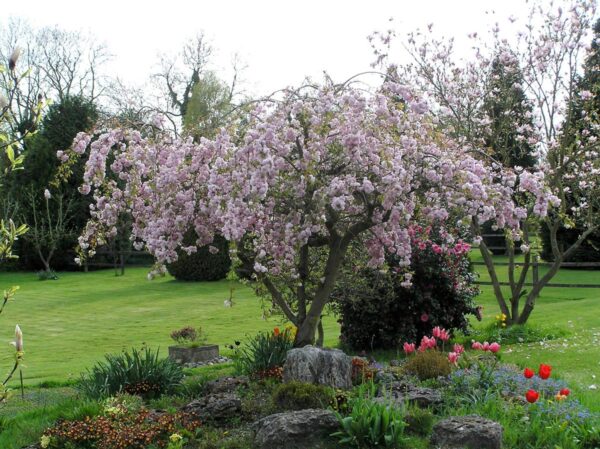 <i>Prunus serrulata</i> 'Kiku-shidare-zakura' - Image 11