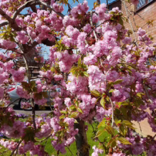 Prunus serrulata 'Kiku-shidare-zakura' (Japanese Cherry) branches in spring.