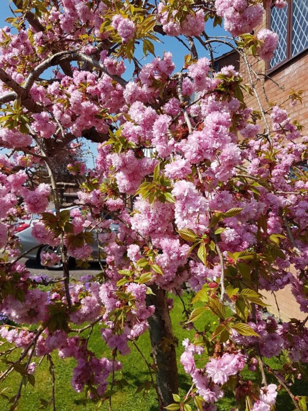 <i>Prunus serrulata</i> 'Kiku-shidare-zakura' - Image 12