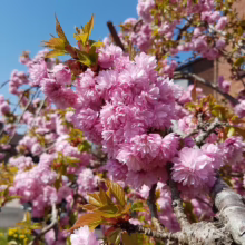 Close-up of a vibrant pink Kwanzan cherry blossom tree in full bloom against a clear blue sky. The delicate, layered petals create a lush, textured effect, with new green leaves emerging.