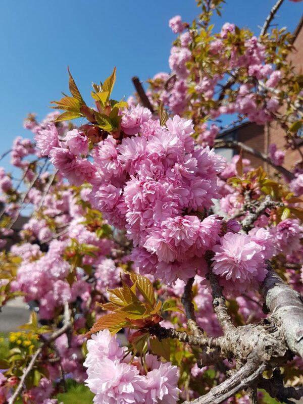 <i>Prunus serrulata</i> 'Kiku-shidare-zakura' - Image 13