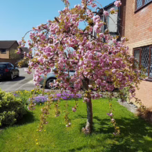 Weeping cherry tree in full bloom, cascading pink blossoms against a bright blue sky. Green lawn and spring flowers add vibrant color near a brick house.