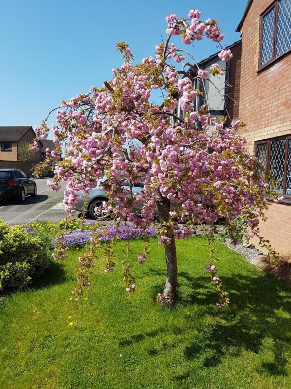 <i>Prunus serrulata</i> 'Kiku-shidare-zakura' - Image 14